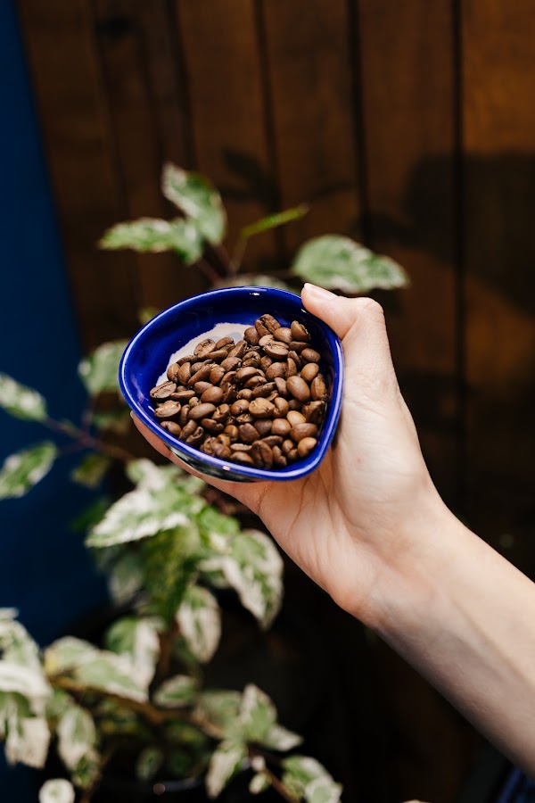 M&atilde;os segurando uma tigela azul com gr&atilde;os de caf&eacute; torrados entre plantas