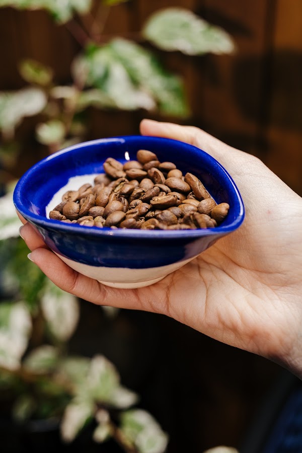 M&atilde;os segurando uma tigela azul com gr&atilde;os de caf&eacute; especial torrados